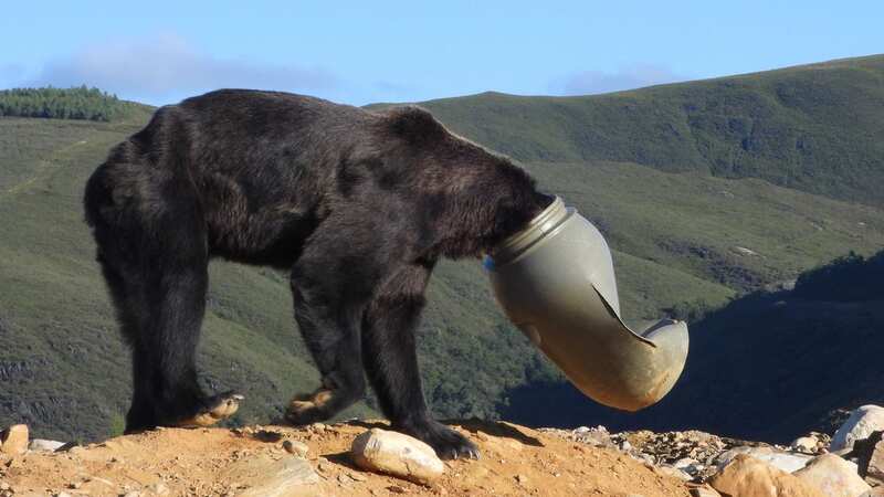 The brown bear seen with the barrel on its head before it was removed (Image: Jam Press/FOP)