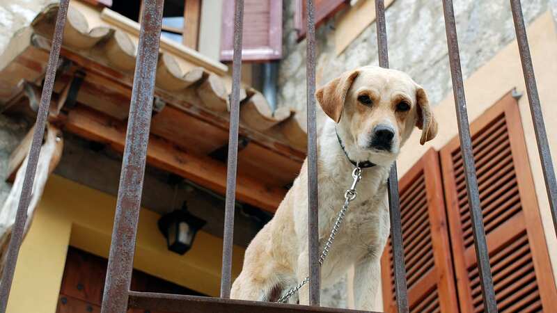 Neighbours contacted police after hearing the sound of the Labrador screaming as it was being asphyxiated (Image: Getty Images/iStockphoto)