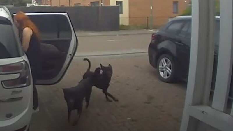 Horror moment dogs rampage through home and kill cats in front of screaming kids