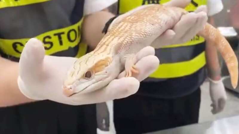 A pet shop owner has been caught trying to smuggle numerous exotic creatures in her underwear (Image: AsiaWire)