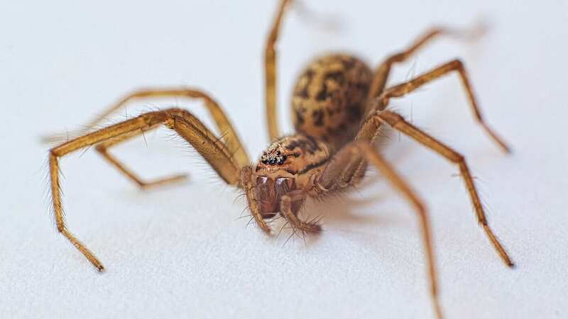 People find a lot of spiders in their homes at this time of the year (Image: MotorEasy)