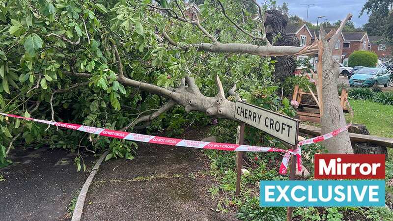 Trees were blown down amid huge gusts along the south coast last night (Image: EDDIE MITCHELL)