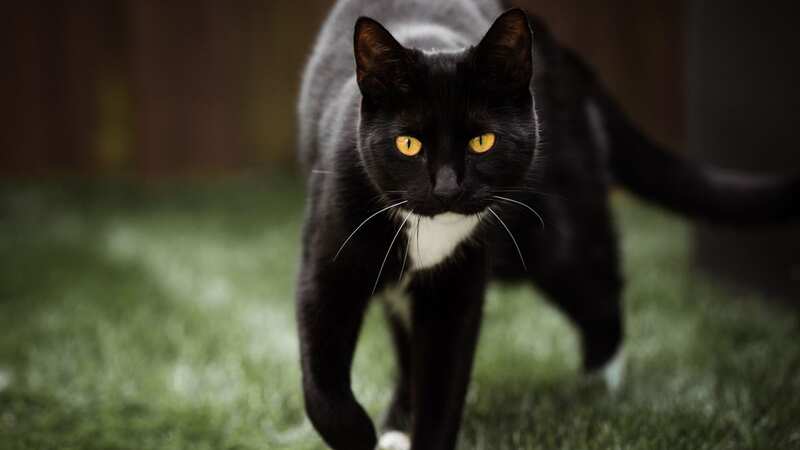 Keep cats out of your garden (Image: Getty Images/RooM RF)