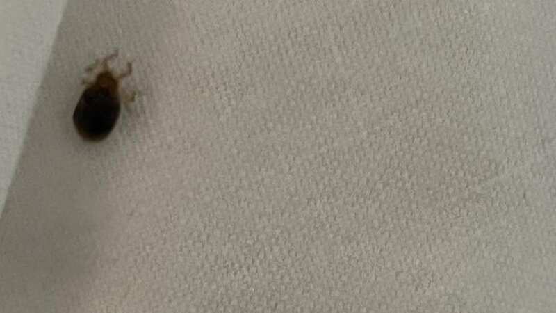 One of the bed bugs that was seen in the Travelodge room (Image: Derbyshire Live/BPM Media)