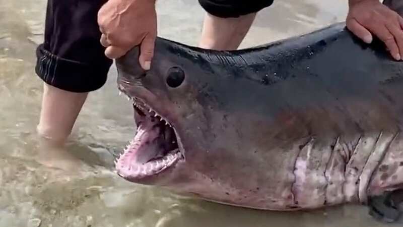 Moment swimmers save stranded seven-foot shark after it washes up on busy beach