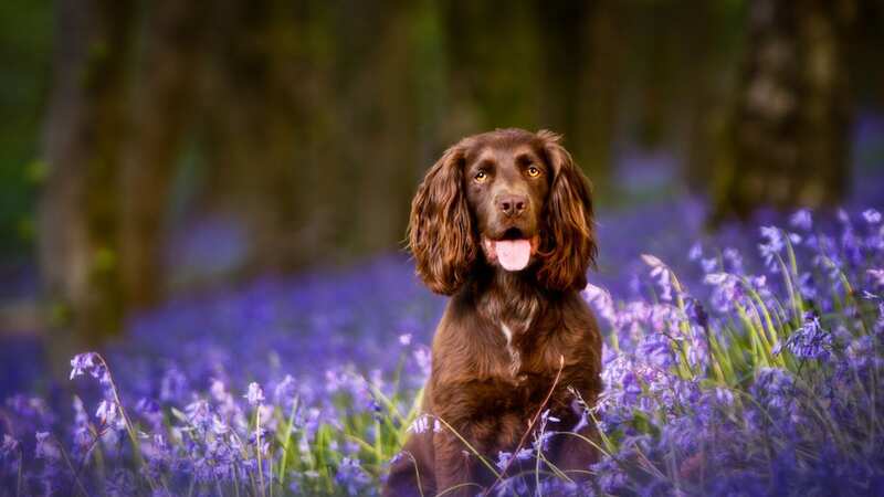 Bluebells are one of the common plants that are poisonous to dogs (Image: Getty Images)