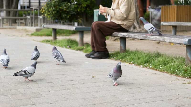 Elderly residents have been fined for feeding the birds (Image: Getty Images/iStockphoto)