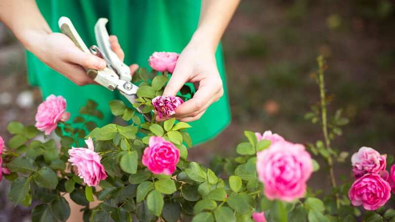 You can double your roses for next year with a nifty trick (Image: Getty Images/iStockphoto)