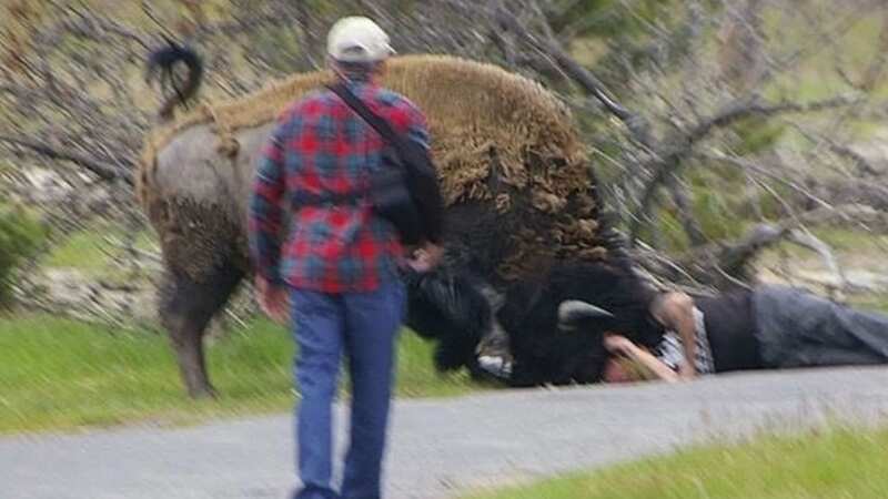 The bison attacked the man in Yellowstone National Park (Image: touronsofyellowstone/Instagram)