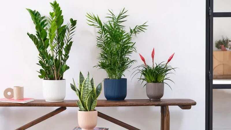 Beards & Daisies X Dunelm, Unkillable Potted House Plant Bundle, £125 (Image: Dunelm)