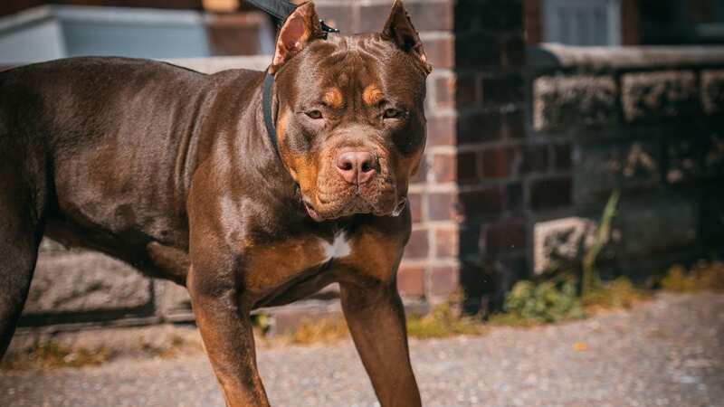 XL Bully owners in one UK city are taking their pets miles away to walk them following recent headlines, a trainer claims (Image: Getty Images)