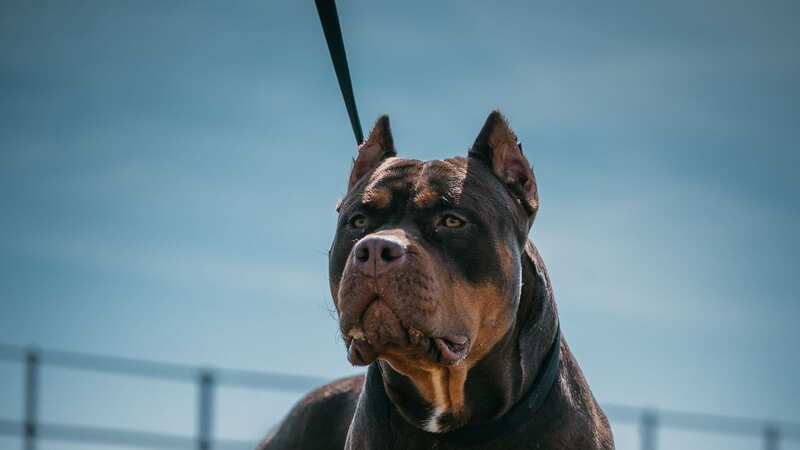 A mass walk is being planned among owners of the controversial XL Bully breed (Image: Getty Images)