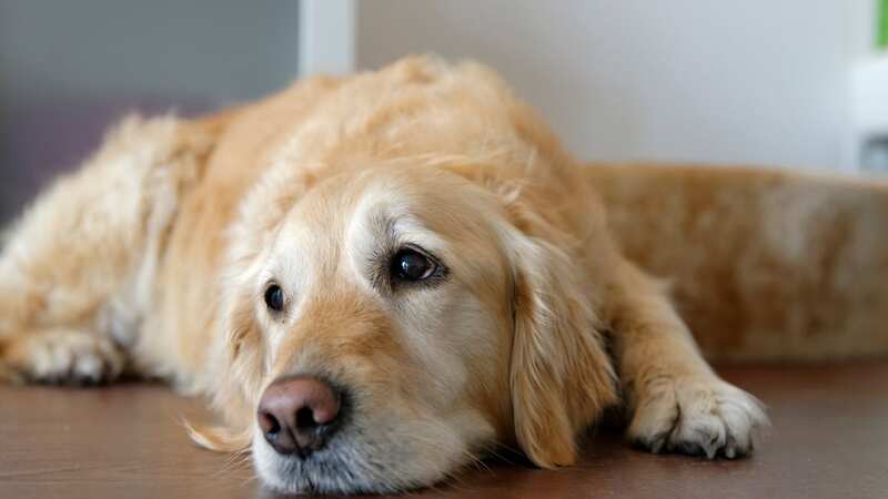 The poor dog was found barking on his own (stock photo) (Image: Getty Images/Westend61)