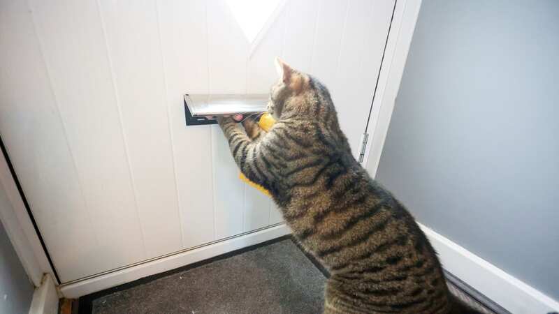 Ernie the cat is fascinated by the letterbox, his owners said (Image: Anita Maric / SWNS)
