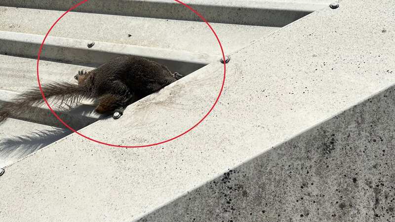 The squirrel pictured stuck in the roof (Image: Jam Presss / RSPCA)