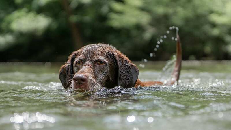 The British Veterinary Association has warned dog-owners about toxic algal blooms (Image: British Veterinary Association)