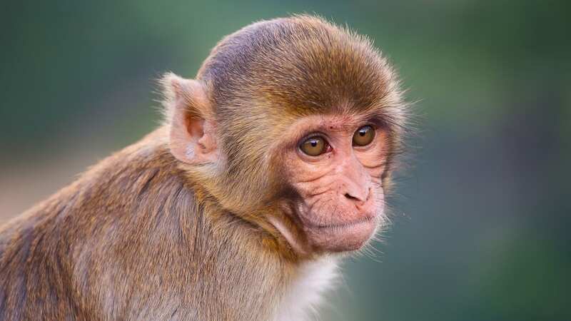 New research has revealed that monkey abuse content is gathering tens of thousands of likes (Image: Getty Images/iStockphoto)