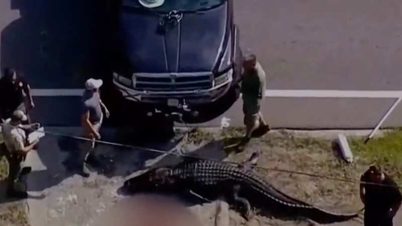 A giant alligator may have mauled a Florida man to death on Friday, gruesome pics and video show