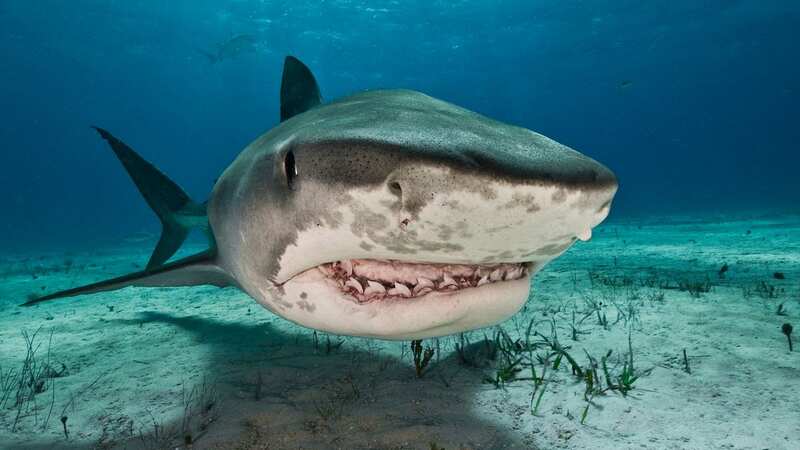 Sharks are reported to be consuming cocaine dumped in the ocean by drug lords (Image: Getty Images/Image Source)