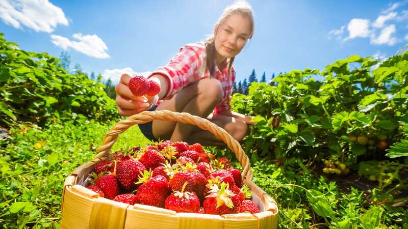 This hack promises to keep your strawberries fresher for longer (Stock photo) (Image: Getty Images/iStockphoto)