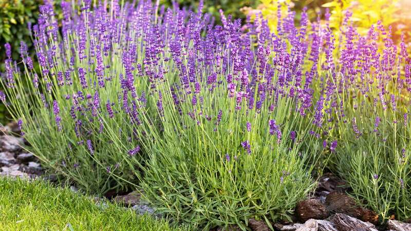 Lavender is a versatile plant with a lot of uses (Stock photo) (Image: Getty Images/iStockphoto)