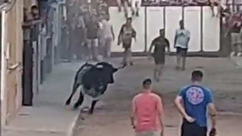 An image shared on social media is said to show the bull involved (Image: LEVANTE-EMV)