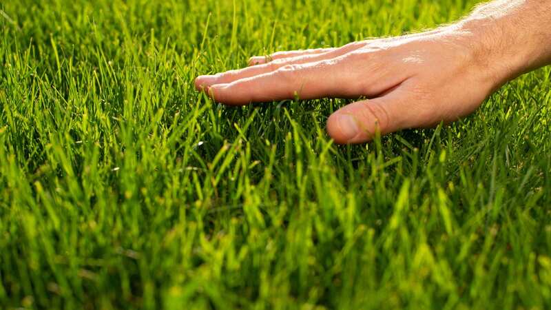 Gardeners urged to follow 12-inch lawn rule to 