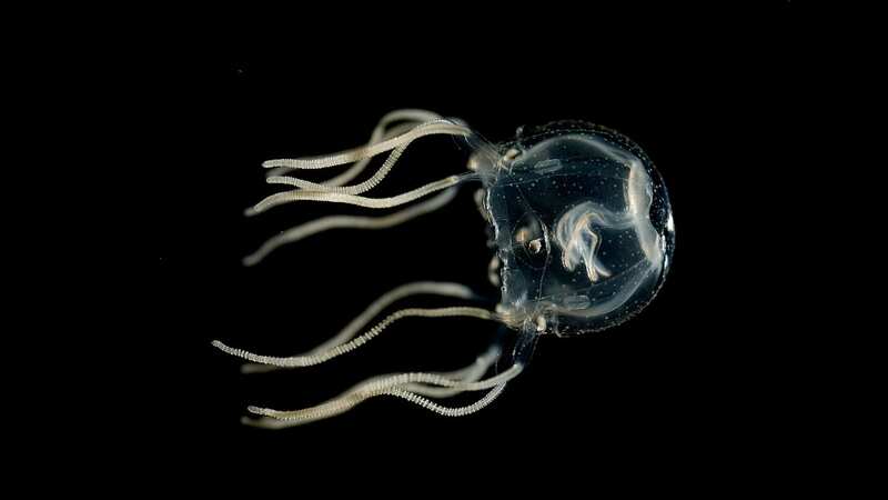 Caribbean box jellyfish are among the most poisonous animals on Earth (Image: Jan BIELECKI/AFP via Getty Image)