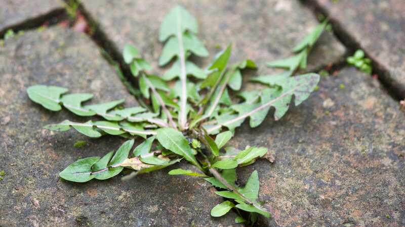 A natural method with an ingredient you can easily find in your kitchen (Image: v.firmston)