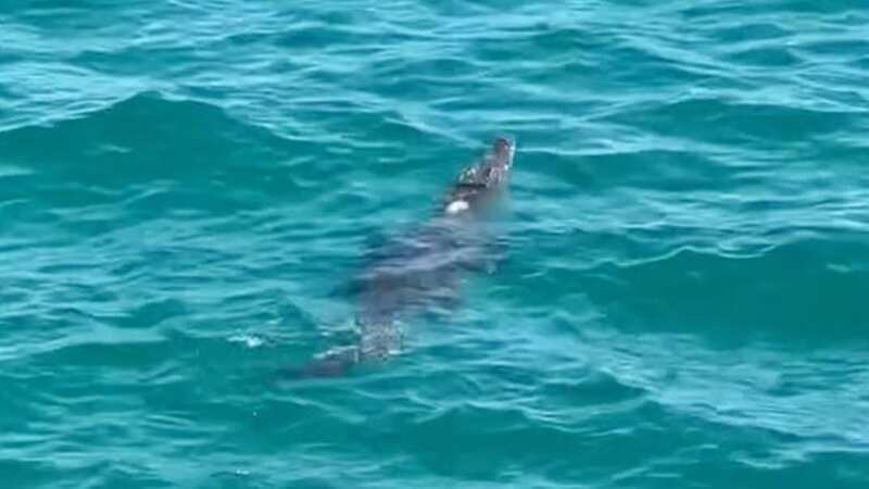 Giant crocodile forces beach shutdown after it swims towards lifeguard