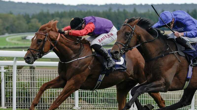 Desert Hero (left) finished third in the Betfred St Leger when last seen (Image: Getty Images)