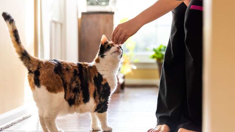 The cat scratched her hands, causing open wounds, which she then exposed to soil. File image (Image: Getty Images/iStockphoto)