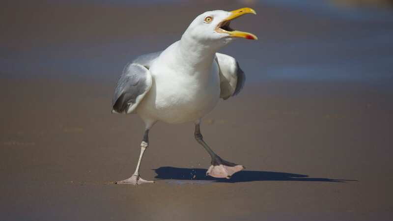 Seagulls have been menacing residents in Bath (Image: GETTY)