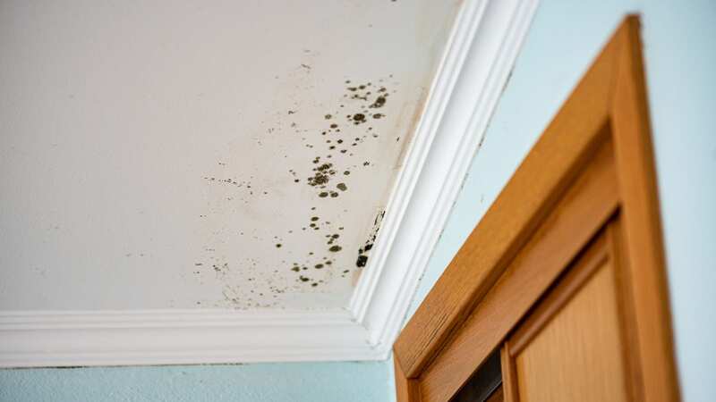 Mould can rear its ugly head at this time of year (Image: Getty Images/iStockphoto)