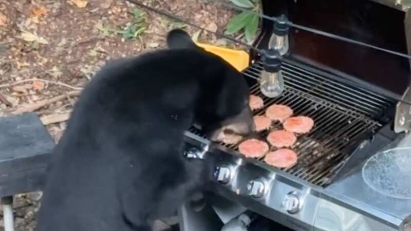Moment greedy bears steal BBQ burgers and drink Coke after scaring away humans