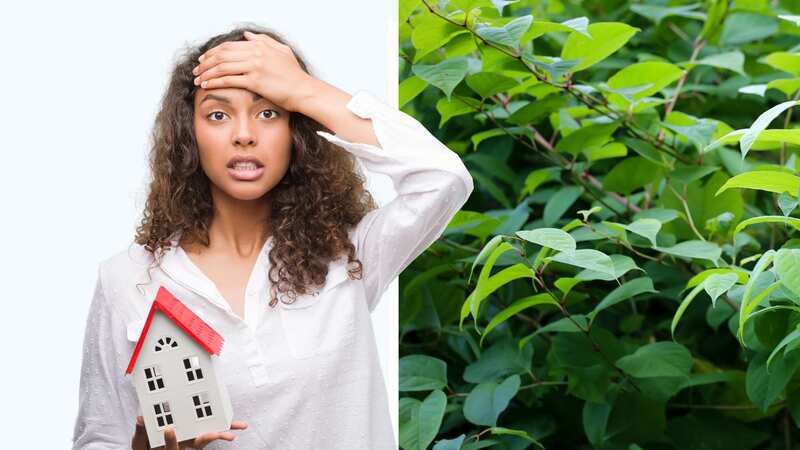 Japanese knotweed is the absolute bane of many a poor homeowner over the years - don