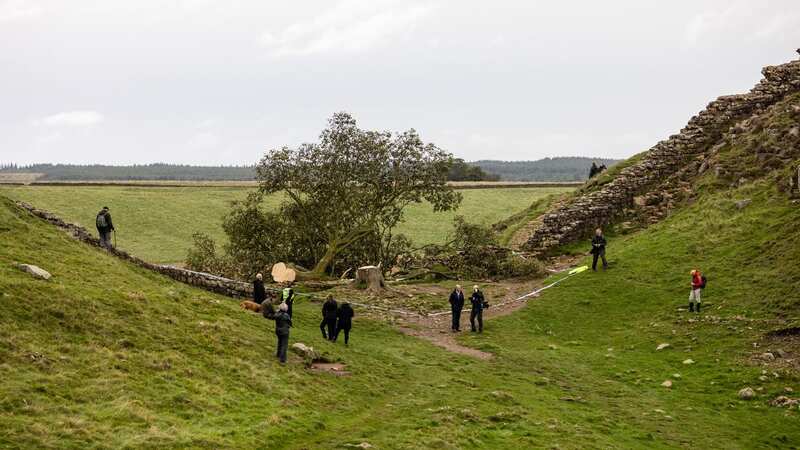 The tree next to Hadrian’s Wall in Northumberland was 