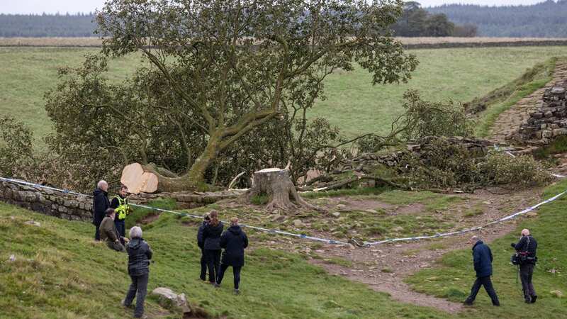 Sycamore Gap is believed to have been felled overnight (Image: Andy Commins / Daily Mirror)