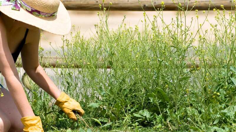 Weeds are a pain but you can banish them naturally (stock photo) (Image: Getty Images/iStockphoto)