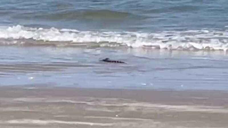 Horrified holidaymaker films alligator lurking in the shore on popular beach