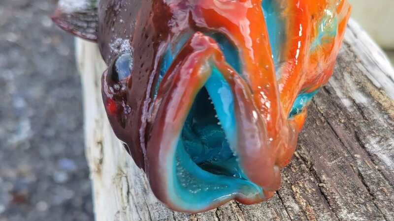 An Alaskan angler caught a rock greenling and went viral for describing its unique properties (Image: The Lodge At Otter Cove/Facebook)