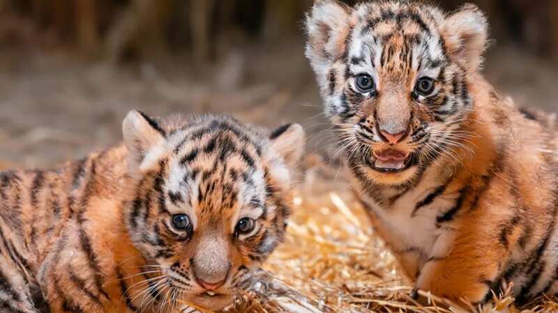 The twin Amur tigers have yet to be named by Toledo Zoo officials (Image: Toledo Zoo)