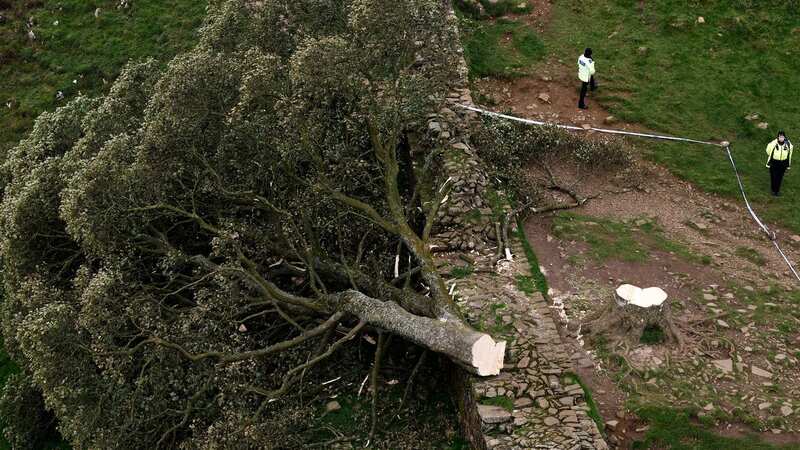 White paint found on felled Sycamore Gap sparks mystery act 