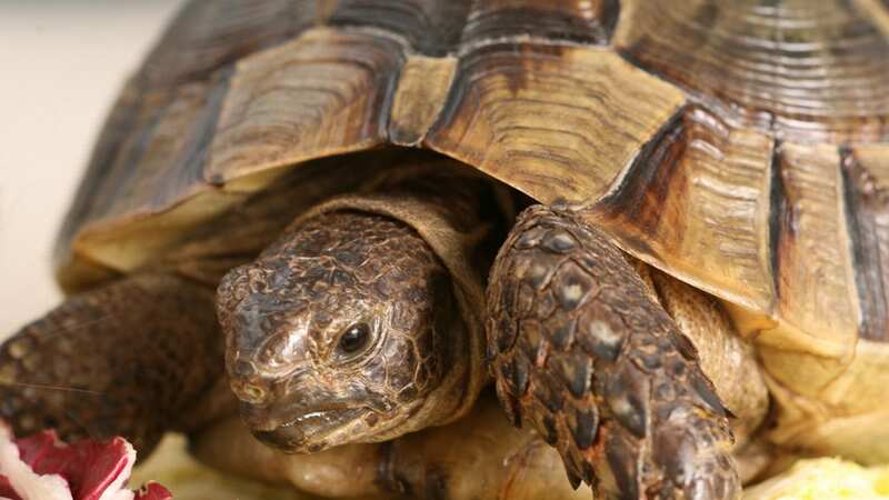 A tortoise (Image: PA)