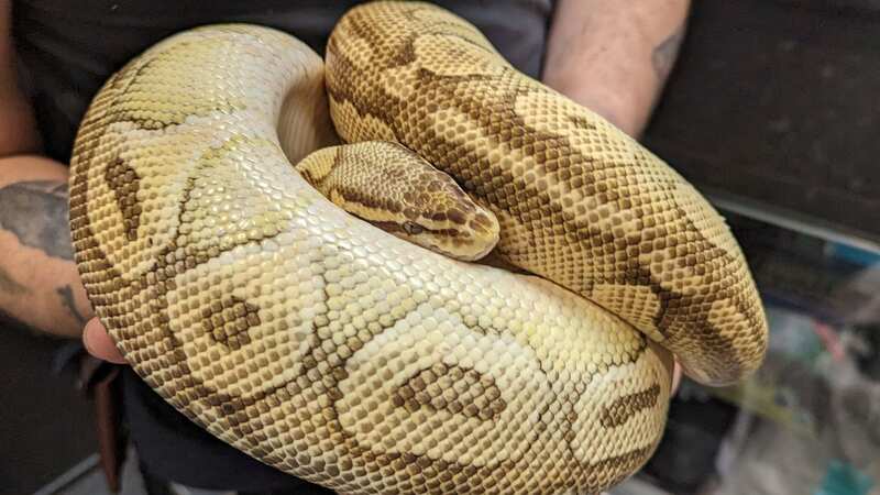 Two snakes have been discovered in a sleepy village while a third is thought to be on the loose (Image: RSPCA / SWNS)