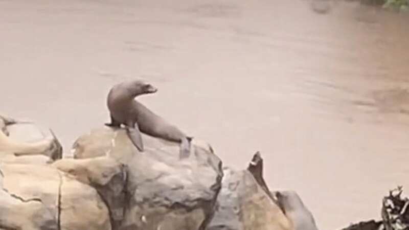 A sea lion escaped from a Central Park Zoo pool (Image: Tiktok)