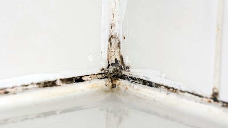 Mould should be treated quickly (stock photo) (Image: Getty Images/iStockphoto)