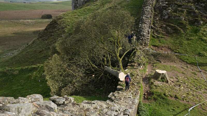 Forensic investigators have been looking into the tree felling (Image: PA)