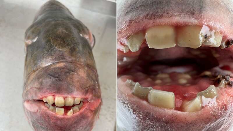 The freaky fish has a mouthful of "human teeth" (Image: Credit: Pen News/Brian Summerlin)