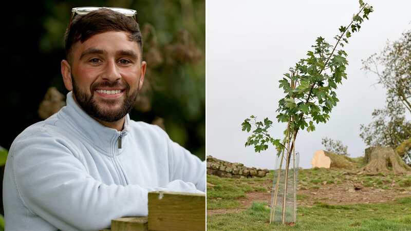 Man plants sapling at Sycamore Gap to replace axed tree - then that gets dug up